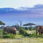 Elephants And Kilimanjaro For AV 150x150