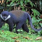 LHoests Monkey 1920x1280 1 150x150