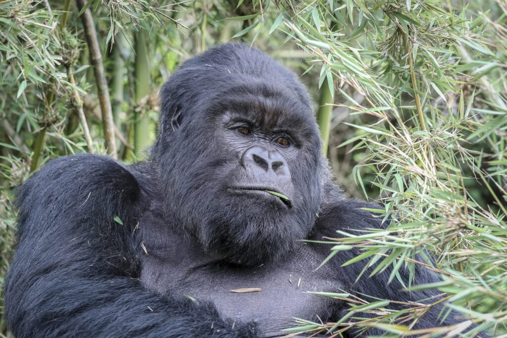 Rwanda Gorillas 1024x683