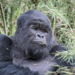 Rwanda Gorillas 150x150