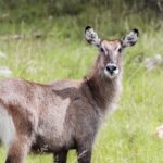 Visit Rwanda Akagera Antelope 1920x1280 1 150x150