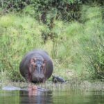 Visit Rwanda Akagera Hippo Family 1920x1280 1 150x150