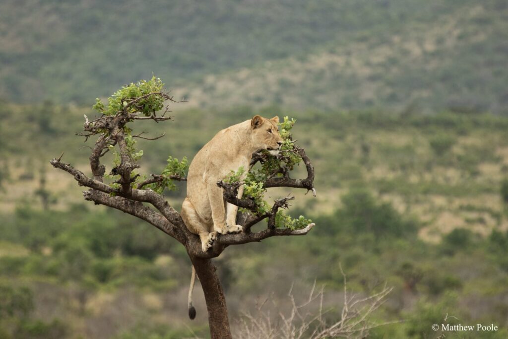 visit rwanda akagera lion in tree 1920x1280