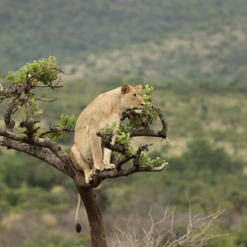 Visit Rwanda Akagera Lion In Tree 1920x1280 1 500x500