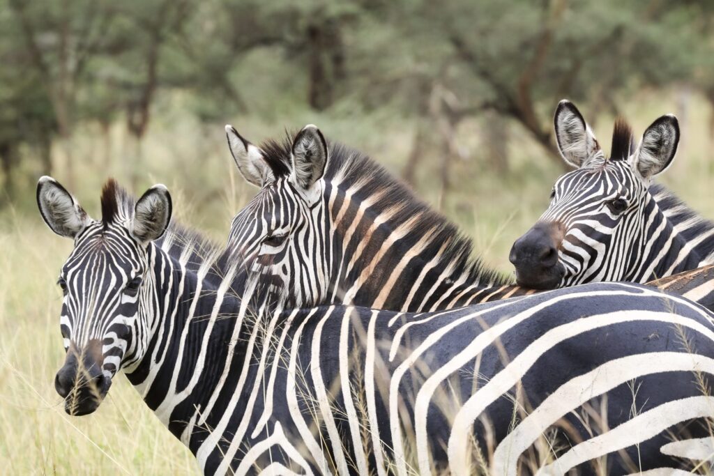 visit rwanda akagera three zebra 1920x1280