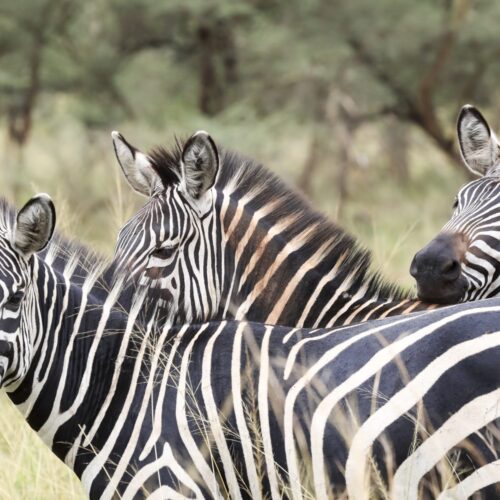Visit Rwanda Akagera Three Zebra 1920x1280 1 500x500
