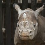 Visit Rwanda Akagera Young Rhino 1920x1280 1 150x150