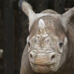 Visit Rwanda Akagera Young Rhino 1920x1280 1 E1775726472405 150x150