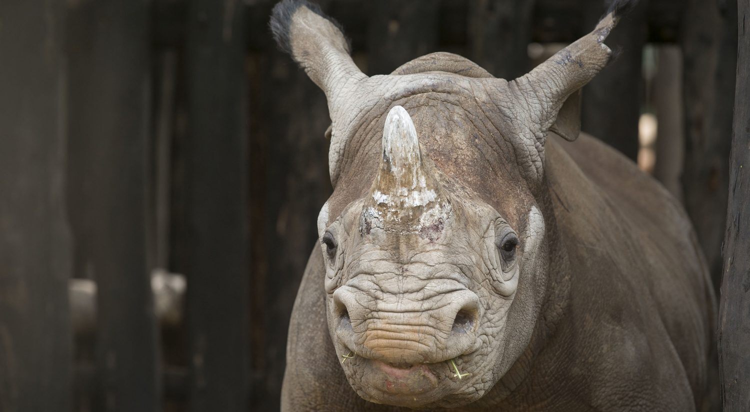Home visit rwanda akagera young rhino 1920x1280