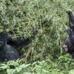 Visit Rwanda Gorilla Infant Swing 1920x1280 1 150x150