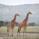 Visit Rwanda Akagera Giraffe 1920x1280 1 150x150