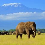 Kenya Amboseli 150x150