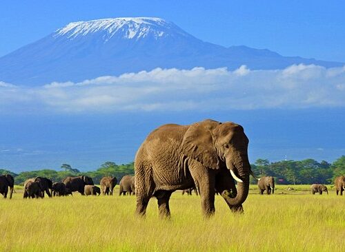 Kenya Amboseli 500x366