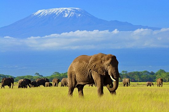 kenya amboseli