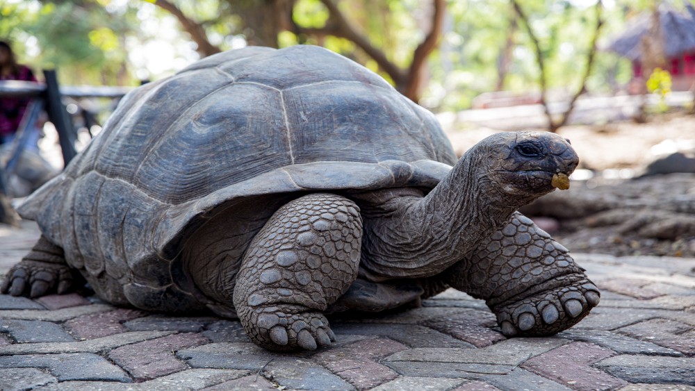 Home oldest 5914064 1920 1